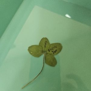 Custom Message sent to a loved one on a real 4 leaf clover